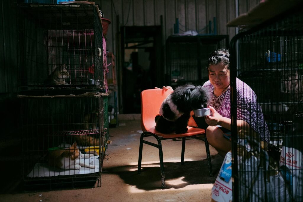 Adopter un animal de refuge : démarches, conseils et adaptation