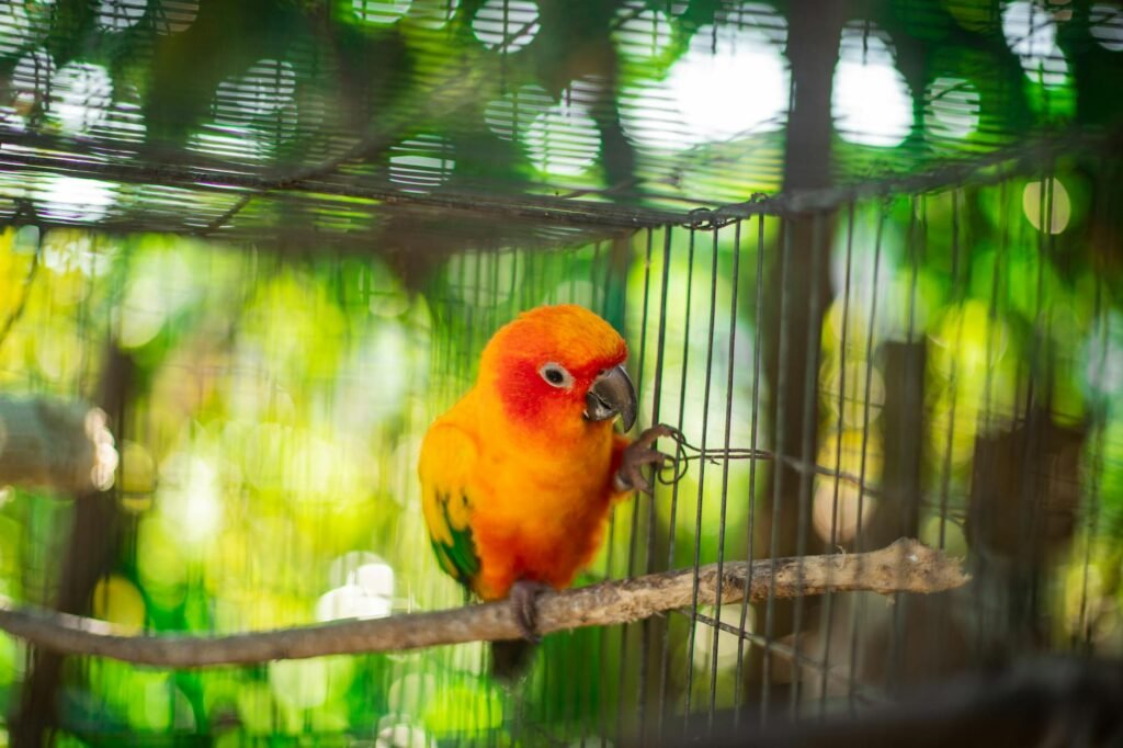 Alimentation des oiseaux de cage : graines, fruits et légumes autorisés