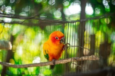 Alimentation des oiseaux de cage : graines, fruits et légumes autorisés