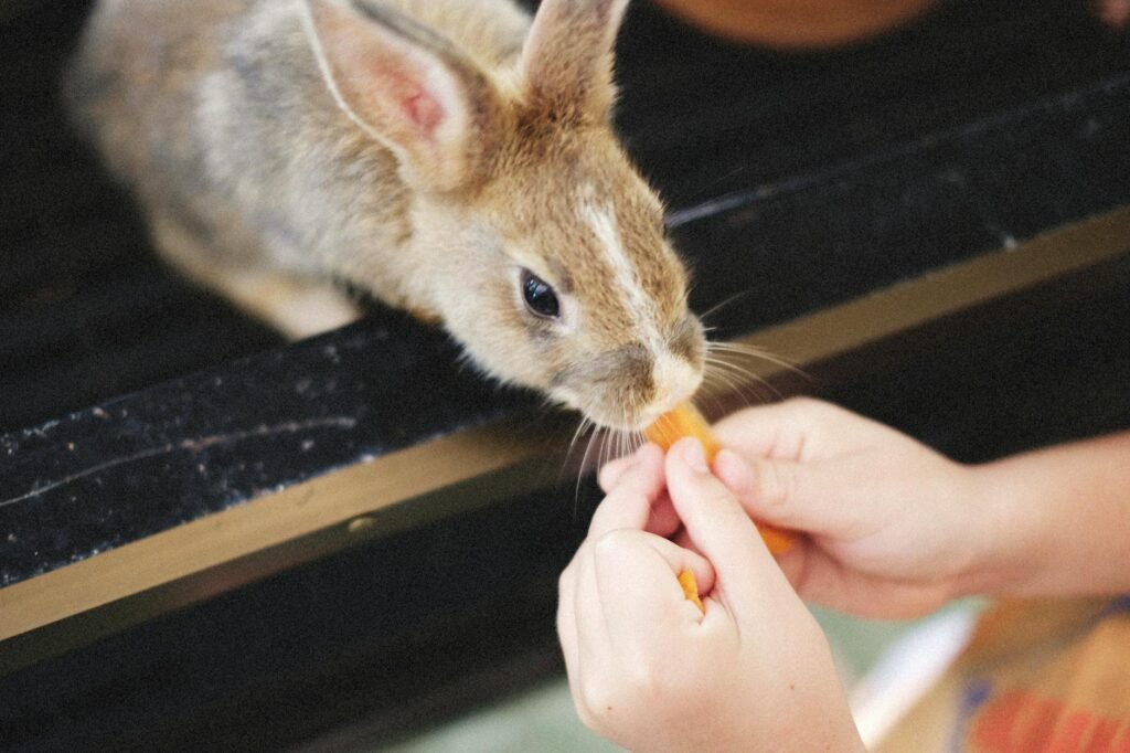 Alimentation du lapin nain : ce qu&rsquo;il peut et ne peut pas manger