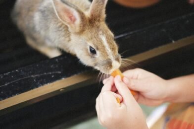 Alimentation du lapin nain : ce qu&rsquo;il peut et ne peut pas manger