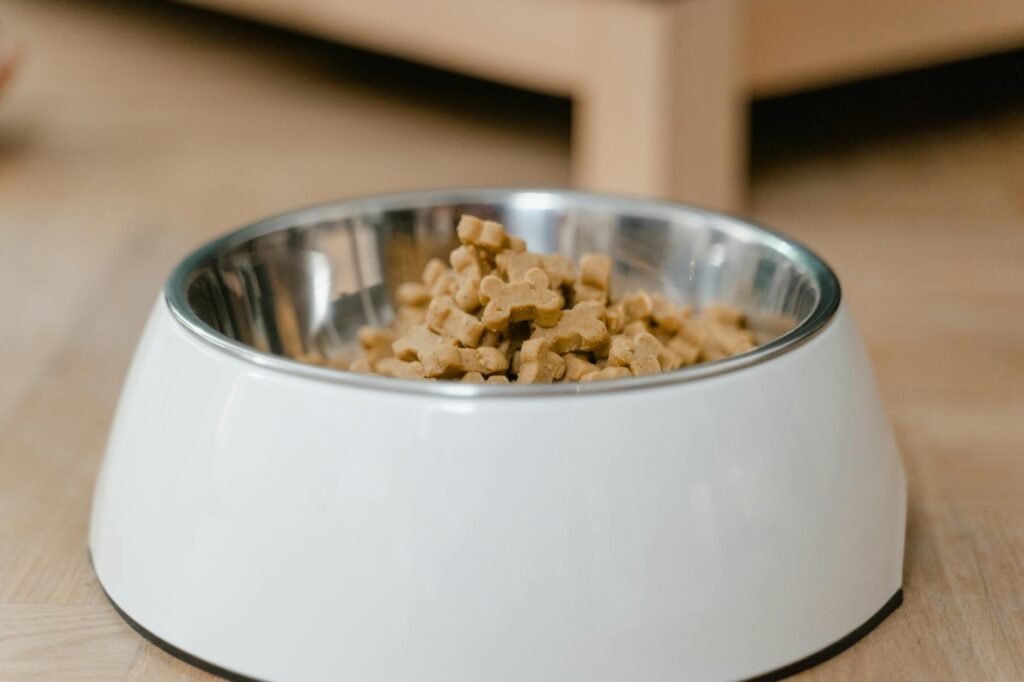 Alimentation humide vs croquettes pour chat : que choisir ?
