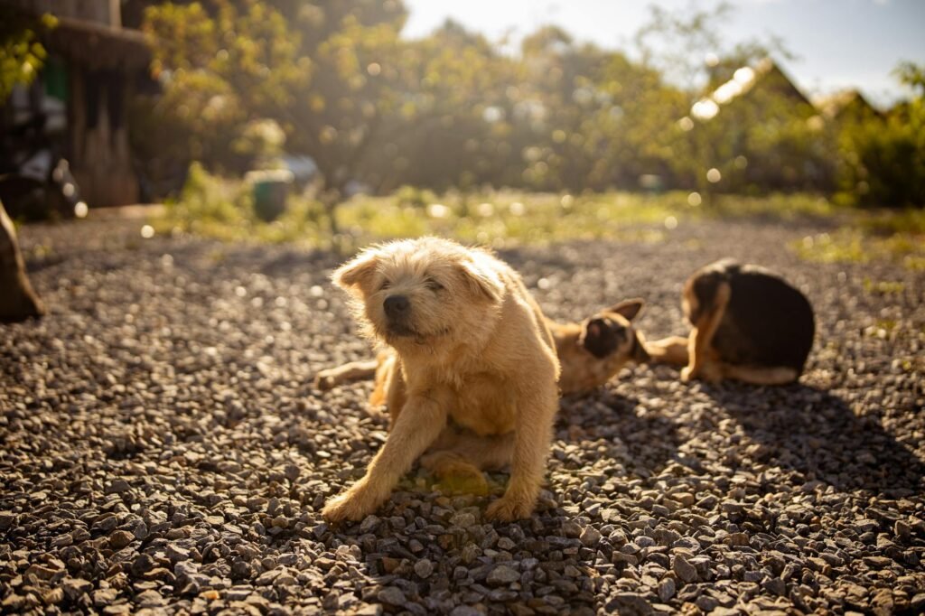 Anti-puces pour animaux : quel traitement choisir efficacement