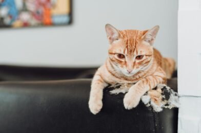 Chat qui griffe les meubles : solutions efficaces et naturelles