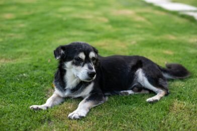 Chien senior : comment adapter son alimentation et ses soins