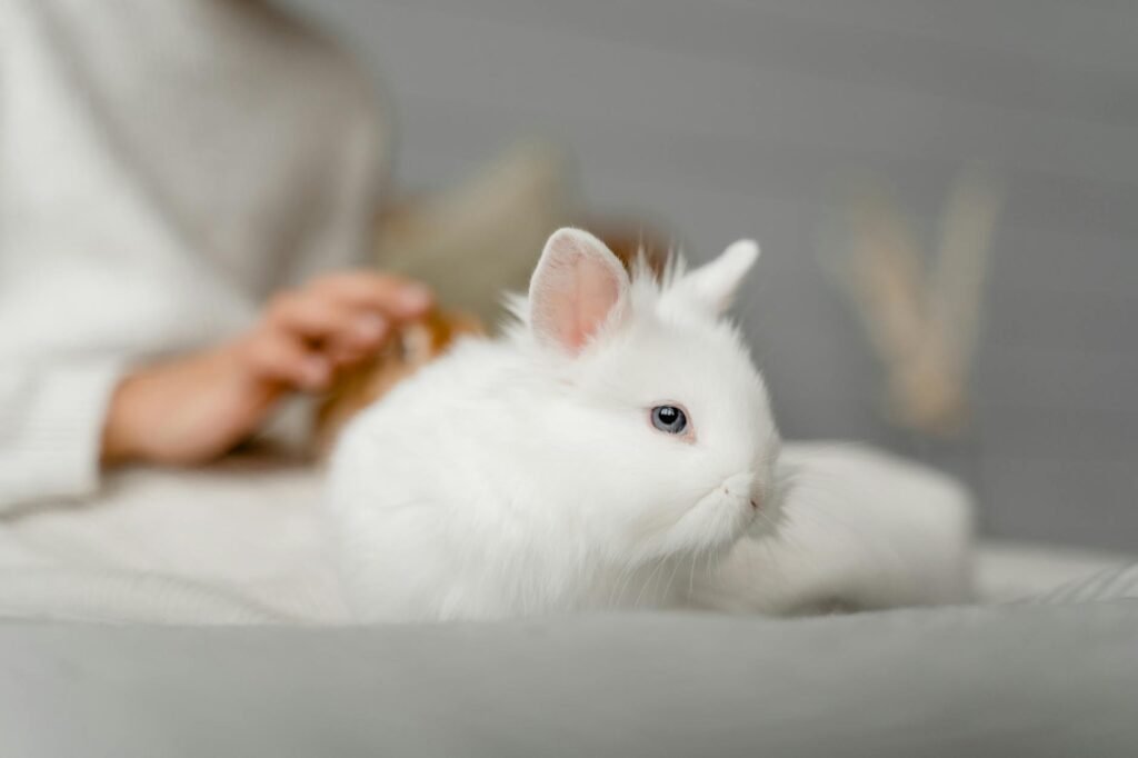 Comment accueillir un lapin nain chez soi : tout ce qu&rsquo;il faut savoir