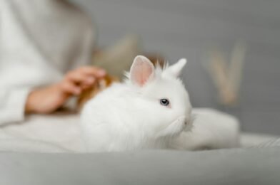 Comment accueillir un lapin nain chez soi : tout ce qu&rsquo;il faut savoir