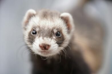 Comment apprivoiser un furet : conseils pour débutants
