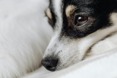 Comment calmer un chien anxieux à la maison