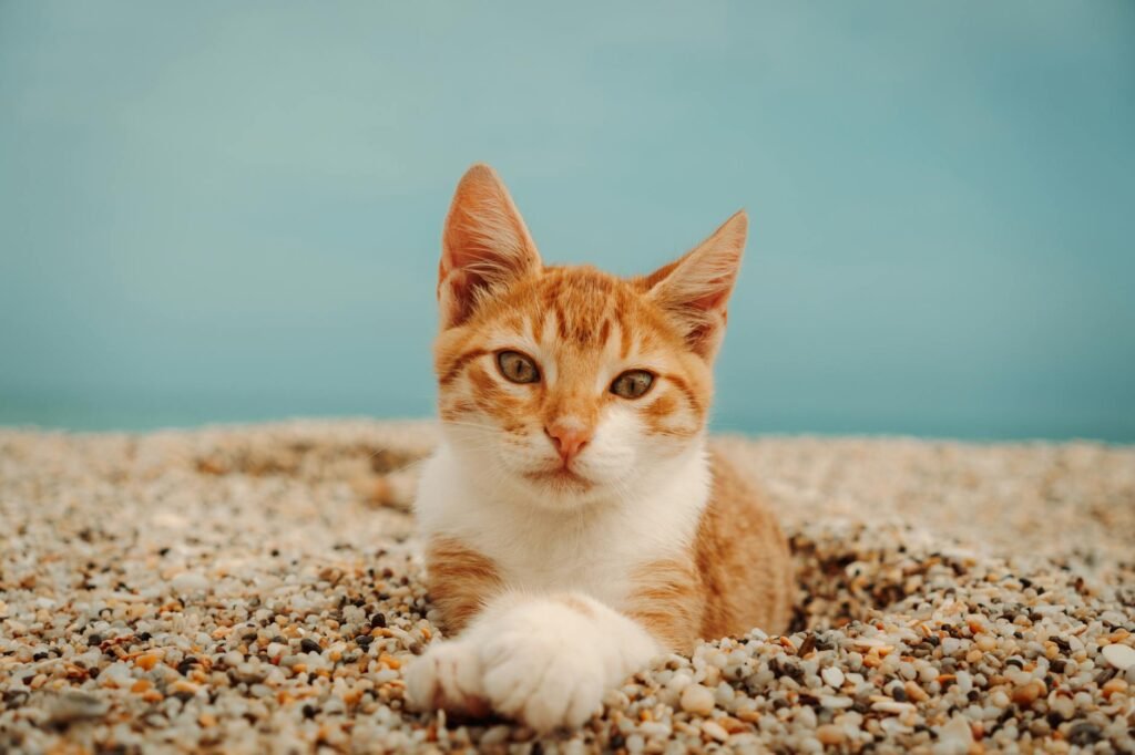 Comment choisir sa litière pour chat sans odeur désagréable