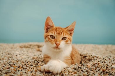 Comment choisir sa litière pour chat sans odeur désagréable