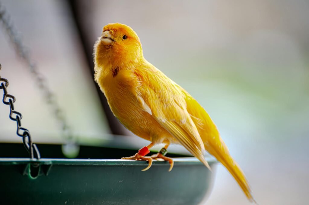 Comment choisir une perruche ou un canari comme premier oiseau