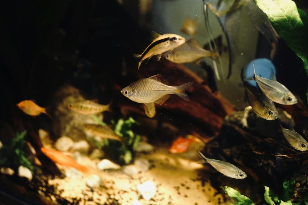 Comment démarrer un aquarium d&rsquo;eau douce sans erreur