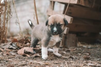 Comment éduquer son chiot à la propreté facilement