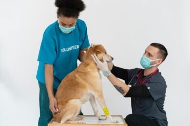 Comment préparer son animal à l&rsquo;arrivée d&rsquo;un bébé à la maison