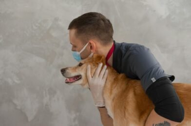 Comment trouver un vétérinaire pas cher près de chez soi