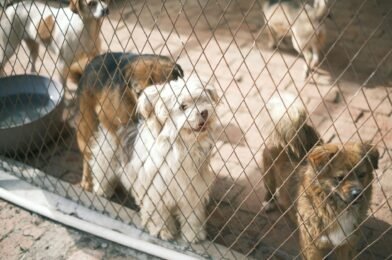 Garder un animal en appartement : conseils et règles à connaître