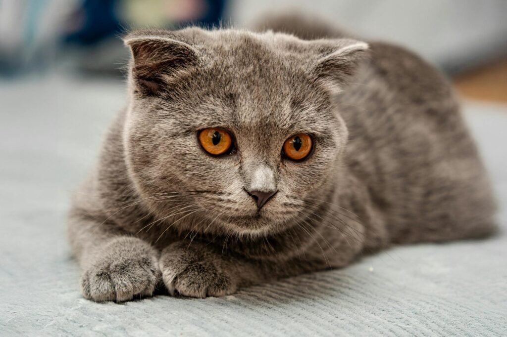 Les 10 races de chats les plus affectueuses et dociles