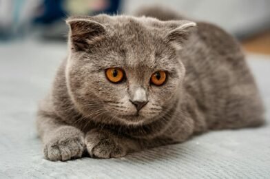 Les 10 races de chats les plus affectueuses et dociles