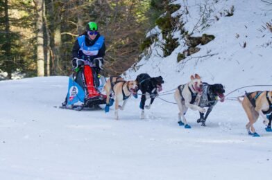 Les 10 races de chiens idéales pour vivre en appartement