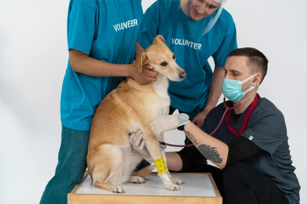 Les assurances santé animale : vaut-il mieux souscrire en 2026 ?