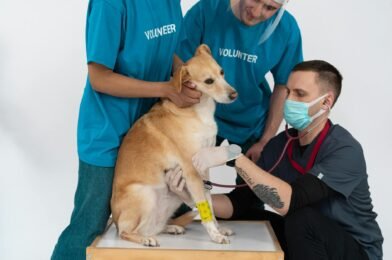 Les assurances santé animale : vaut-il mieux souscrire en 2026 ?