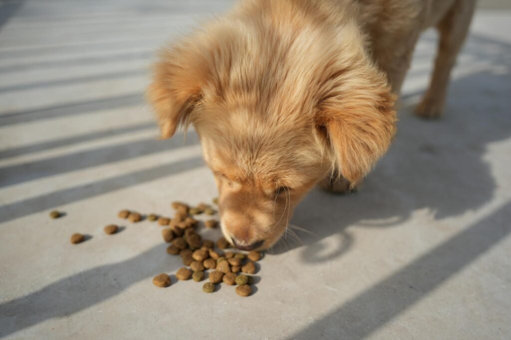 Les meilleures croquettes pour chien selon sa taille et son âge