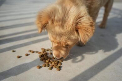 Les meilleures croquettes pour chien selon sa taille et son âge