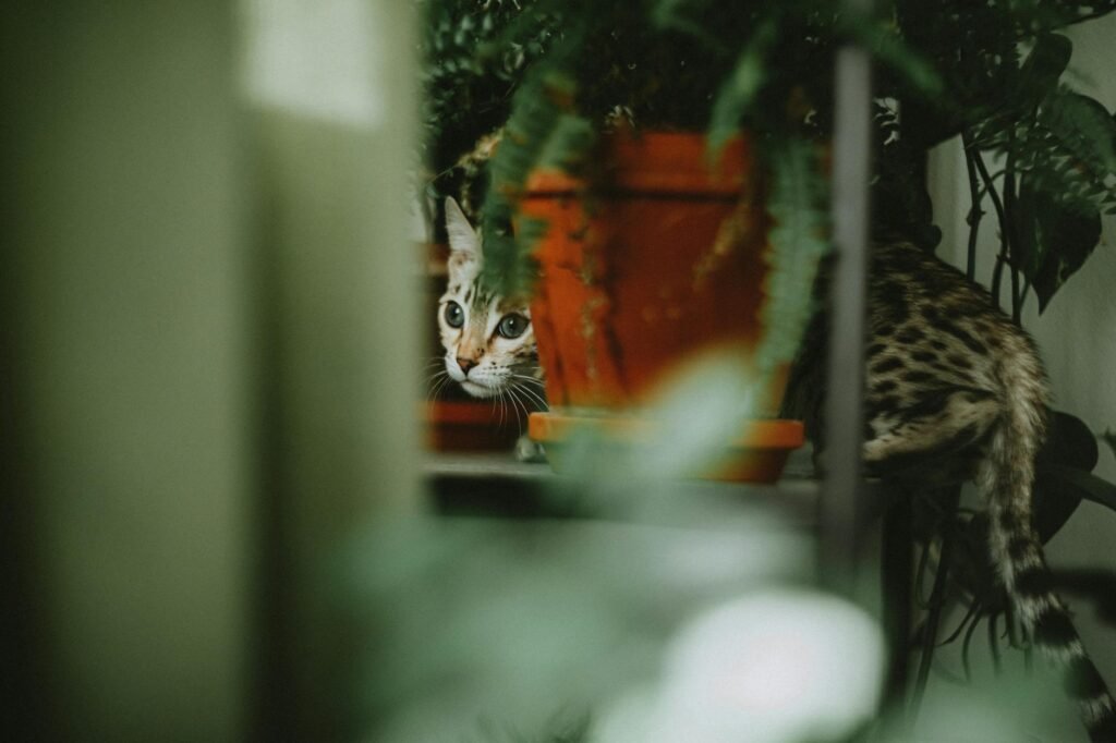 Les plantes toxiques pour les chats à éviter absolument chez soi