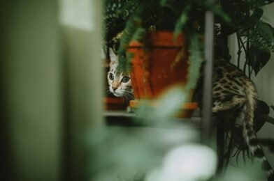 Les plantes toxiques pour les chats à éviter absolument chez soi