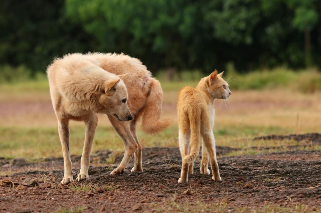 Les vermifuges pour chien et chat : quand et comment les utiliser