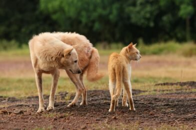 Les vermifuges pour chien et chat : quand et comment les utiliser