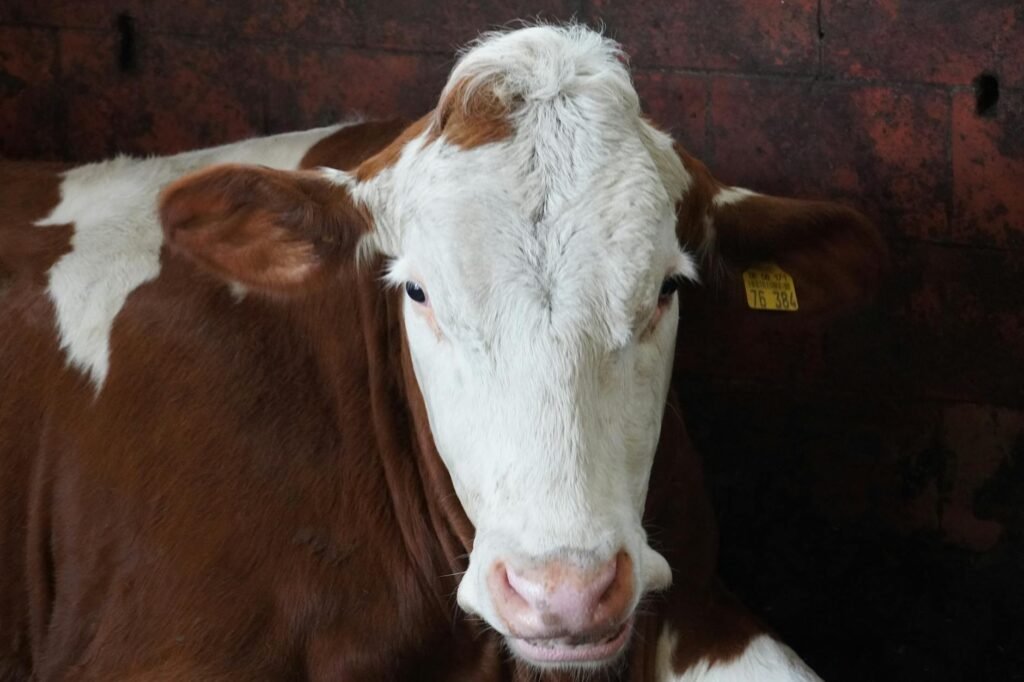 Mon animal est malade : comment reconnaître les signes d&rsquo;urgence