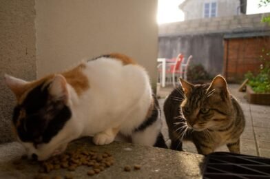Mon chat ne mange plus : que faire en urgence ?