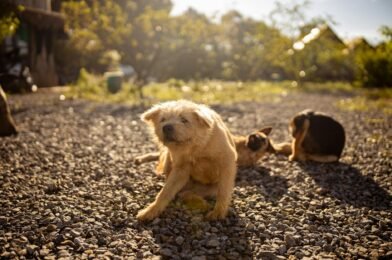 Mon chien gratte ses oreilles : causes et solutions naturelles