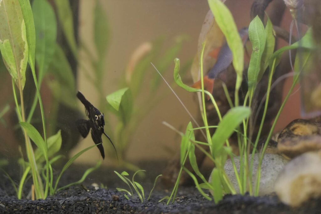 Pourquoi l&rsquo;eau de mon aquarium est trouble : causes et solutions