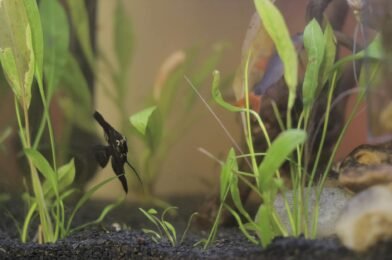 Pourquoi l&rsquo;eau de mon aquarium est trouble : causes et solutions