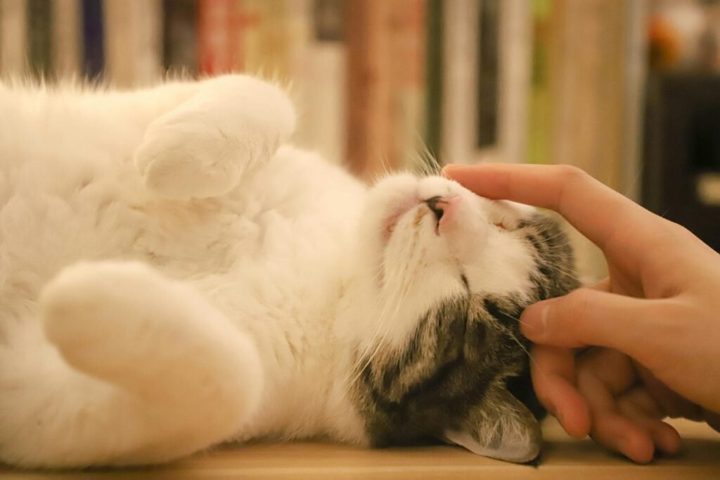 Pourquoi mon chat ronronne autant ? Signification et bienfaits