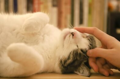 Pourquoi mon chat ronronne autant ? Signification et bienfaits