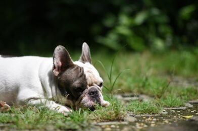 Pourquoi mon chien mange de l&rsquo;herbe ? Explication et conseils