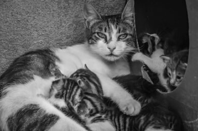Stérilisation du chat : avantages, déroulement et convalescence