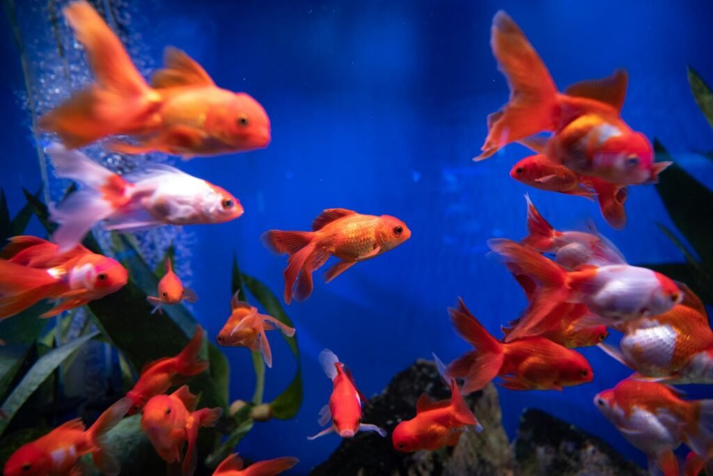 Tout savoir sur les poissons rouges en aquarium pour débutants