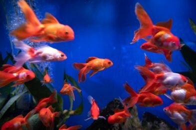 Tout savoir sur les poissons rouges en aquarium pour débutants